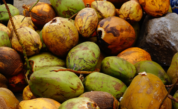 Organic Coconut from 독일 supplied by CARE Naturkost GmbH & Co. - Brown 기타 신선 코코넛