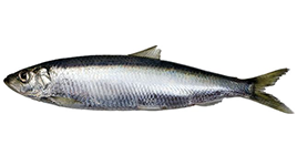 Fresh Atlantic Herring from Finland supplied by Troolari Olympos Oy - Atlantic Herring (=Clupea harengus =Sea Herring =Sild =Common Herring =North Sea Herring =Norwegian Spring Spawning herring) Herring
