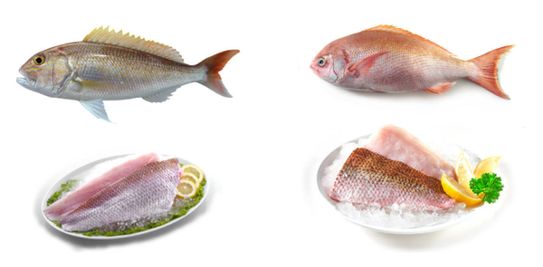 Snappers from 미국 supplied by Hilo Fish Co. Inc. - Crimson Snapper (=Lutjanus erythropterus) 냉동 스내퍼