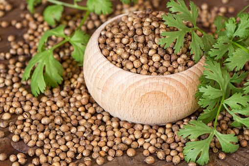 Coriander from Indonesia supplied by Boymaxwell Indojaya Grup Ltd. - Purity: ≥98% Whole Coriander Seed