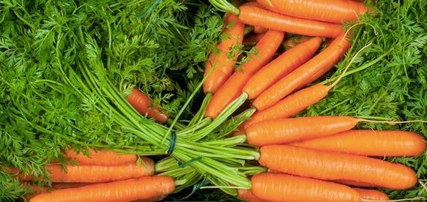 Carrots from Germany supplied by Westhof organic vegetables GmbH & Co. KG - Orange Fresh Carrot