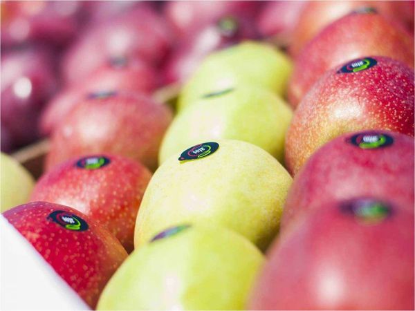 Fresh Apple from 세르비아 supplied by ATOS FRUCTUM - Granny Smith - Dalivair (=Challenger) 신선 사과