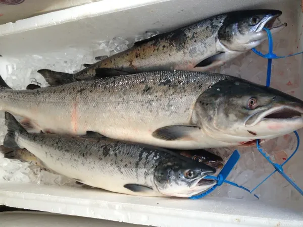 Fresh Salmon from 영국 supplied by Fyne Fish - Fresh (=Chilled=Raw) 신선 대서양 연어 통마리