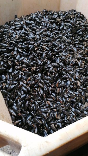 Mussel from 영국 supplied by Brixham Sea Farms Limited - Fresh (=Chilled=Raw) 냉동 홍합