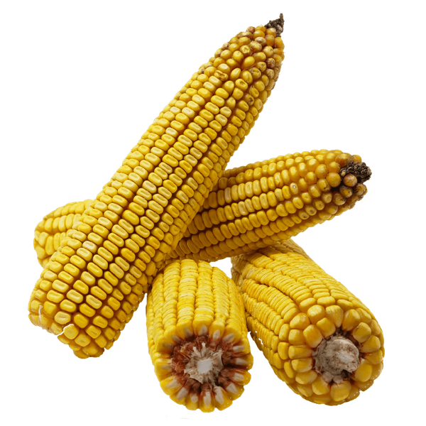 Orshanet Corn from Ukraine supplied by Agroindustrial company MAIS, LLC - Dried Maize (Corn)