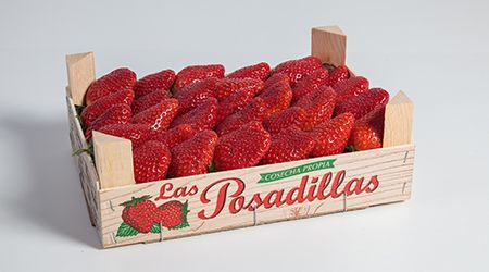 Fresh Strawberry from 스페인 supplied by Las Posadillas - Whole 신선 딸기