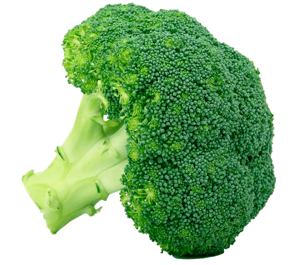 Organic broccoli from 스페인 supplied by Campojoyma - Green 신선 브로콜리 꽃