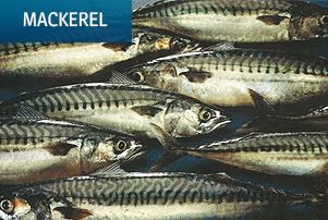 frozen mackerel from 노르웨이 supplied by Sevrin Tranvåg AS - Frozen 냉동 고등어