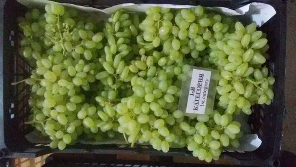 Fresh Seedless Grape from 이란 supplied by Yadman Bardia Company - Seedless 신선 포도