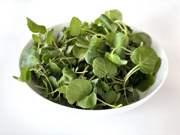 Watercress from United Kingdom supplied by PDM Produce (UK) Ltd - Leaf Watercress