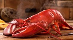 Lobster from 영국 supplied by Errigal Bay Ltd - Tray 신선 랍스터