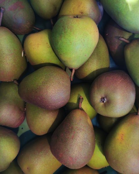 Fresh Pear from Germany supplied by Fischer - Gemüse GmbH & Co. KG - Whole Fresh Pear