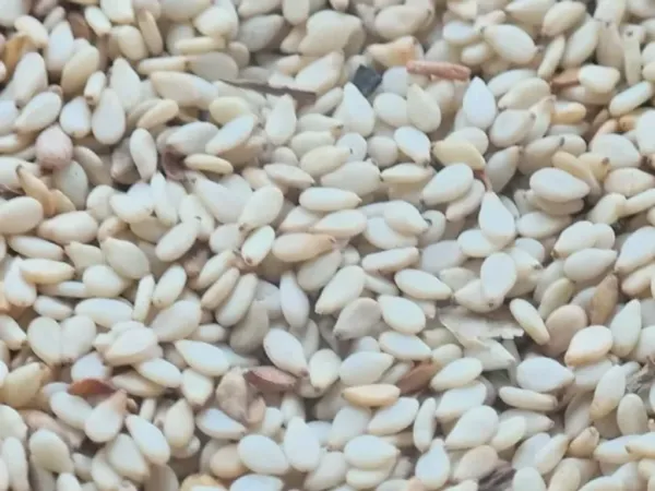 Sesame Seeds from 나이지리아 supplied by Chairman Export Company - White 참깨