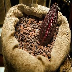 Dried Raw Cocoa Beans from 남아프리카공화국 supplied by DUVALIER GROUP AFRICA (PTY) LTD - Dried 코코아콩
