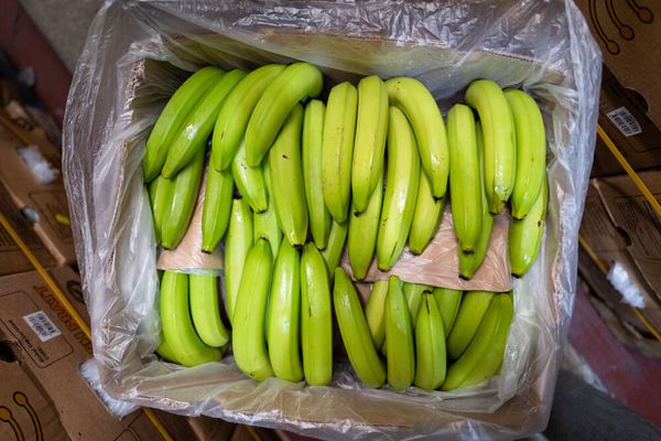 Banana from 영국 supplied by SH Pratt Group Ltd. - Yellow 신선 바나나