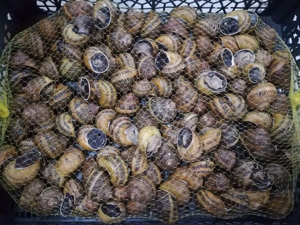 Live Snails (hibernated) Helix Aspersa Maxima from 우크라이나 supplied by JIFFY, LLC - 기타