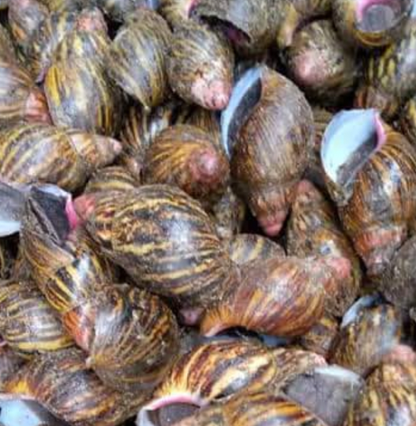 Snail from 나이지리아 supplied by Roovision Snail Farm - Alive 냉동 달팽이