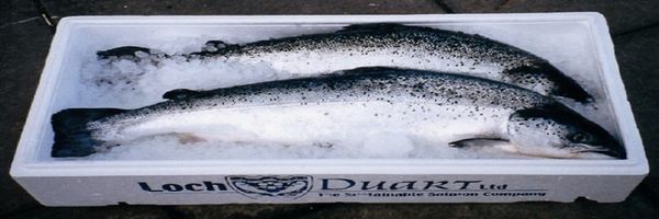 Scottish Salmon from 벨기에 supplied by Zeevisandre - 스코틀랜드 연어(=Salmo salmar) 기타 냉동 생선 통마리