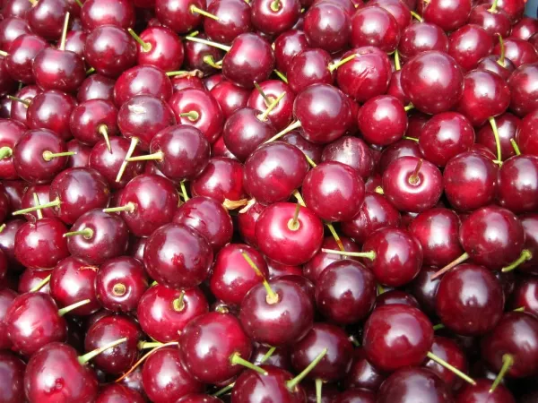 Sweet Cherry from United Kingdom supplied by Berry Gardens - Sweet Cherry Fresh Sweet Cherry