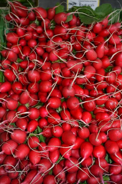 Radish from Switzerland supplied by Lindenhof - Red Varieties Radish