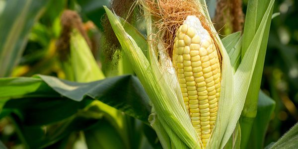 Maize from 루마니아 supplied by Cerealcom - Yellow 옥수수