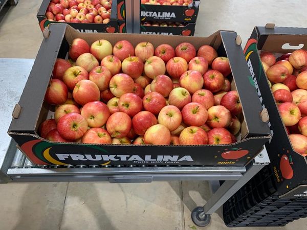 Apple from 불가리아 supplied by Fruktalina - Fuji - Fuji Kiku (=Fubrax) 신선 사과