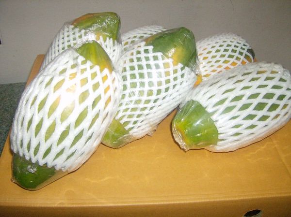 Green Papaya from Sri Lanka supplied by Ceylon Aurum Agro Pvt Ltd - J (>2000 g) Fresh Papaya