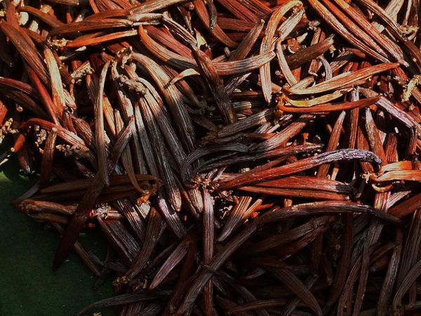 vanilla from India supplied by ELEMENTS HOMESTEAD - Organic Vanilla