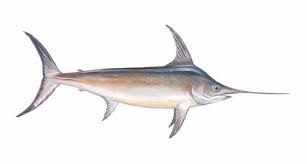 swordfish from 스페인 supplied by Paquito SL - Fillet 냉동 황새치 통마리