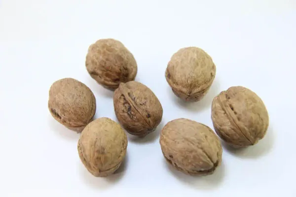 Walnut (With Shell) from Afghanistan supplied by Rumi Trading - Shelled (=Kernel) Raw Walnut