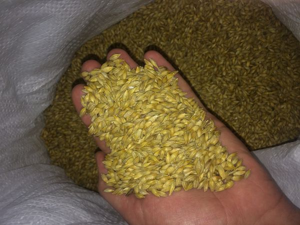 barley from Russia supplied by LLC Zernica - Barley
