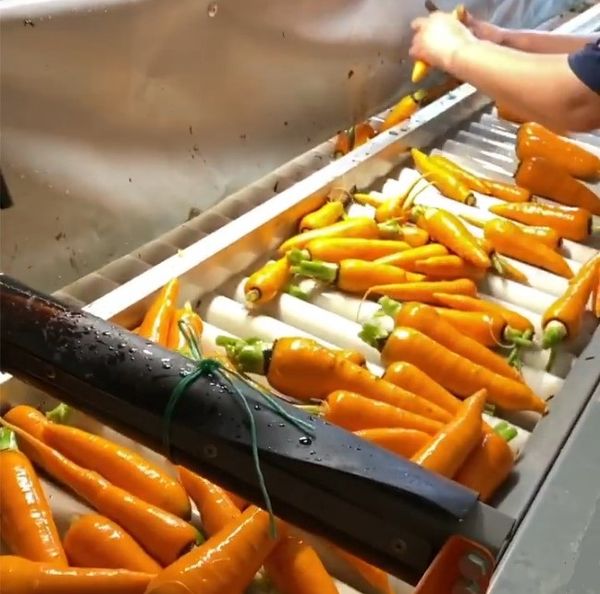 Carrots from 러시아 supplied by SSSPK Kubanskoe Pole - Washed 신선 당근
