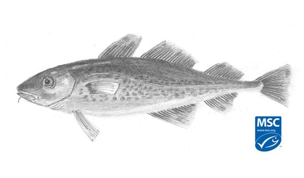 Codfish from 벨기에 supplied by All freez - Fresh (=Chilled=Raw) 기타 대구과 생선