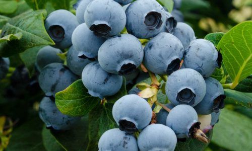 Blueberries from 캐나다 supplied by FRASER VALLEY PACKERS INC - Elliott 신선 블루베리