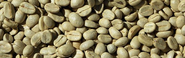 Coffee Bean from 케냐 supplied by Thika Coffee Mills - Raw (=Unroasted=Green Coffee Beans) 생원두
