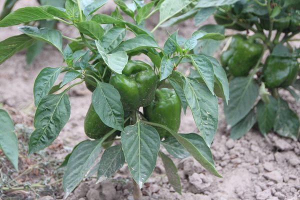 Bell Peppers from 폴란드 supplied by VeggieFresh Sp.z o.o. - Green 신선 피망