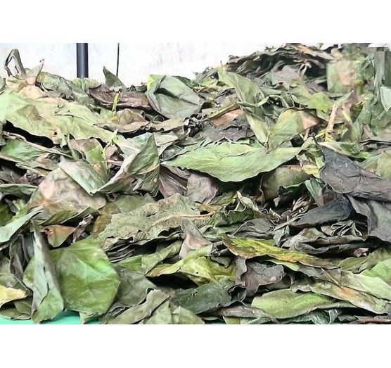 High Quality Dried Noni Leaves from Vietnam from 베트남 supplied by 99 Gold Data Processing Trading Company Limited - Dried 노니