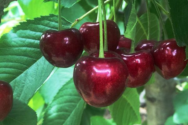 Cherries from 캐나다 supplied by World Fresh "Sutherland S.A. Produce Inc." - Highbush - Aurora 신선 체리