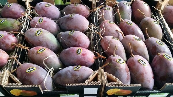 Mango from Spain supplied by FRUTAS EL CERVAL S.L. - Osteen Fresh Mango