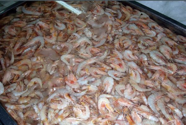 Shrimp from 파키스탄 supplied by Coastal Seafoods - Fresh (=Chilled=Raw) 신선 새우