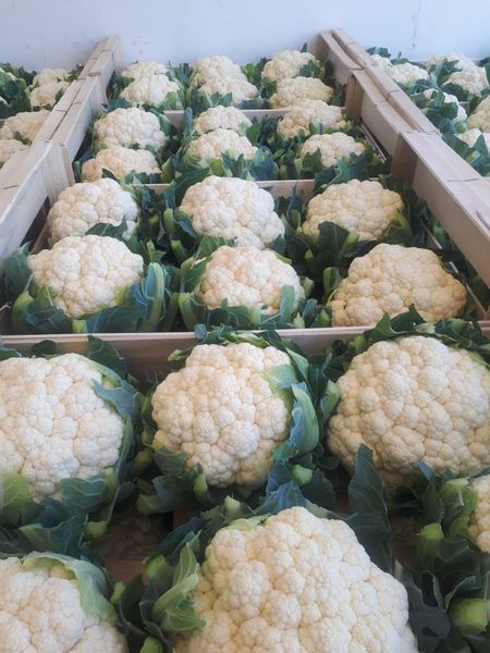 Cauliflower from Belgium supplied by Verduyn - Whole Fresh Cauliflower