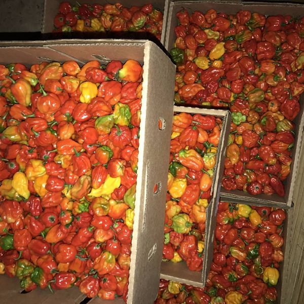 Chili Pepper from Rwanda supplied by Floris Ltd. - Red Dried Whole Chili Pepper