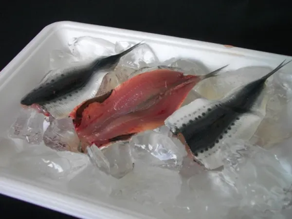 Frozen IQF Sardine Fillet from Japan supplied by Yamata Suisan Syokuhin Co., Ltd. - Fillet Frozen Sardine