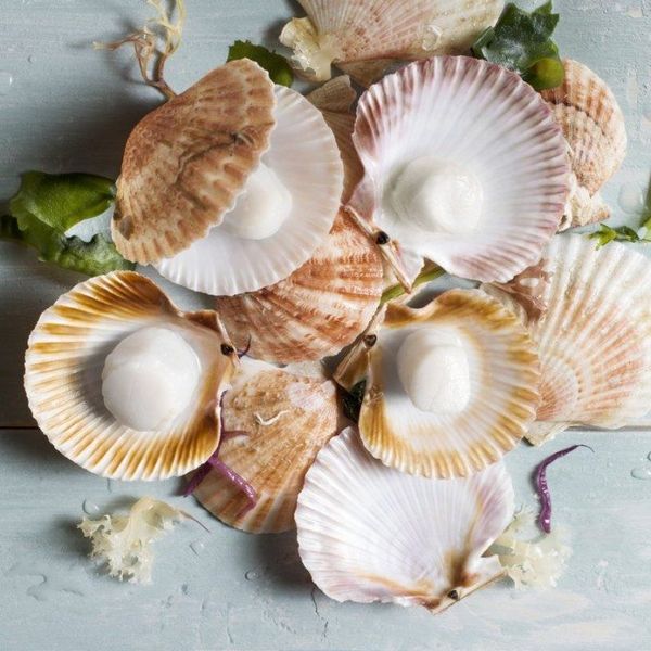 Queen Scallop from Ireland supplied by Errigal Bay - Fresh (=Chilled=Raw) Frozen Scallop