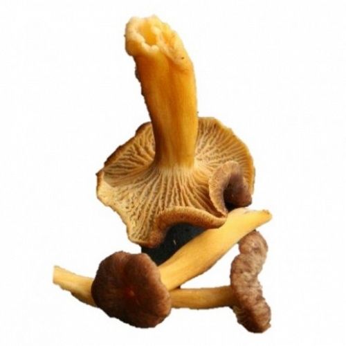 Chanterelle Mushroom from 스페인 supplied by FAUNDEZ Gourmet - Yellow 꾀꼬리버섯