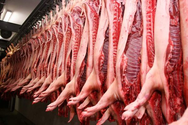 Fresh Pork from 폴란드 supplied by Zakład Mięsny 'Mościbrody' sp. z o.o. - Carcass Without Head 신선 돼지고기 햄 및 목살
