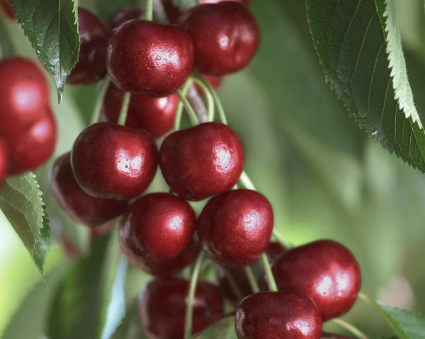 Organic Cherry from United States supplied by The Flavor Tree Fruit Company, LLC - Yosemite Fresh Sweet Cherry