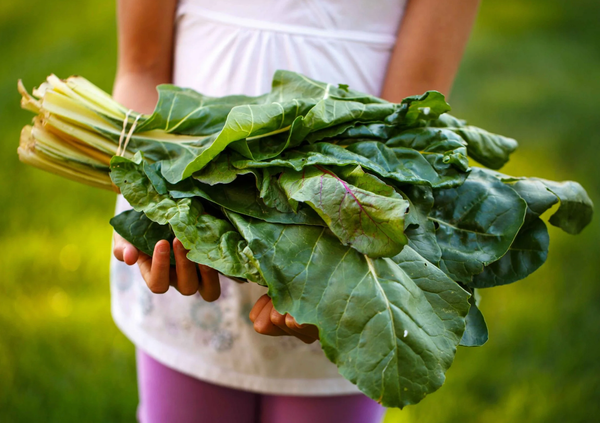 Chard from 이탈리아 supplied by O.p. Oasi Soc Agricola Cons Rl - Fresh (=Chilled) 근대