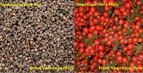 Pepper from 마다가스카르 supplied by Trimeta Agro Food - Madagascar 흑후추 열매