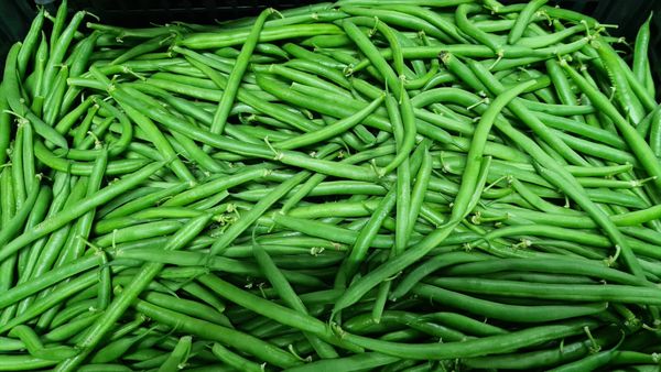 Green Bean from Mexico supplied by Premium Fresh Growers, LLC - Box (10 kg) Dried Common Bean